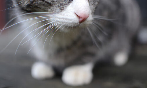 拉沃尔杯的胜利，如何轻取蒙特卡洛大师赛的风头？蒂姆高光表现解析