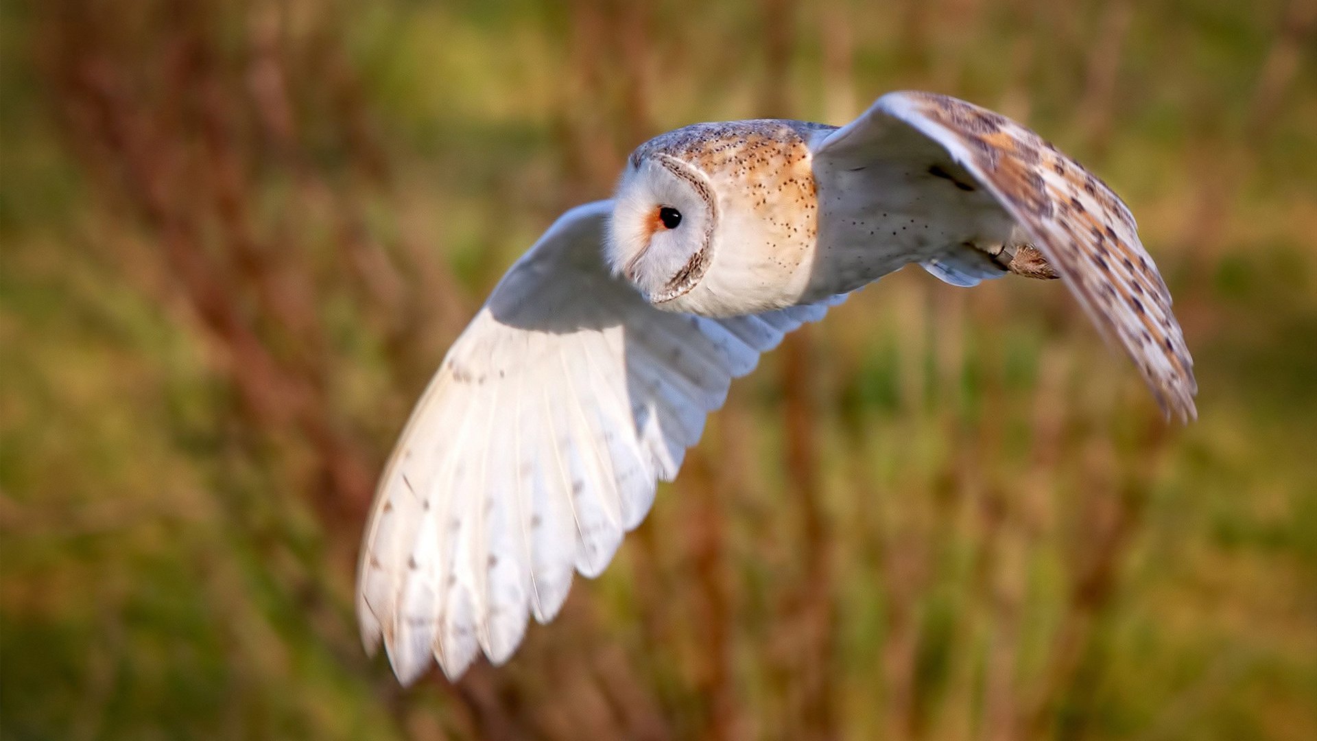 星球碰撞,切尔西的钢铁洪流与C罗的不灭火种
