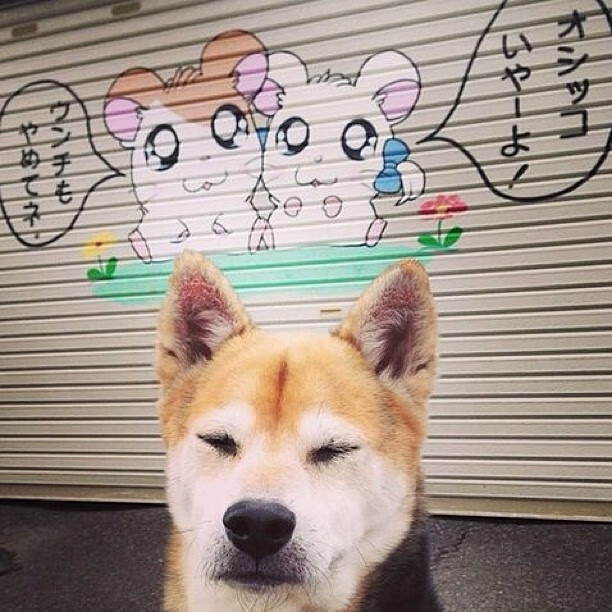 从年终总决赛到戴维斯杯，接过贝克尔接力棒，兹维列夫扛起德国网球大旗