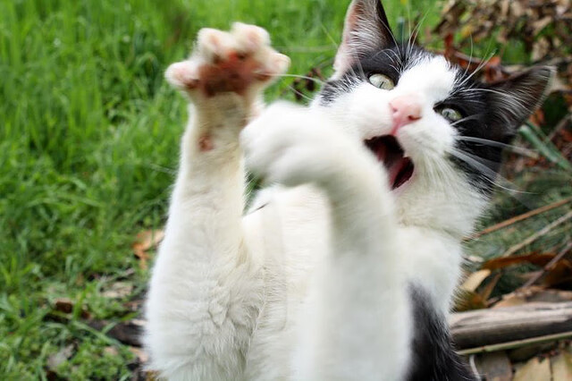 悬念与霸权，梅德韦杰夫的一人军团如何将联合杯焊在美网中央