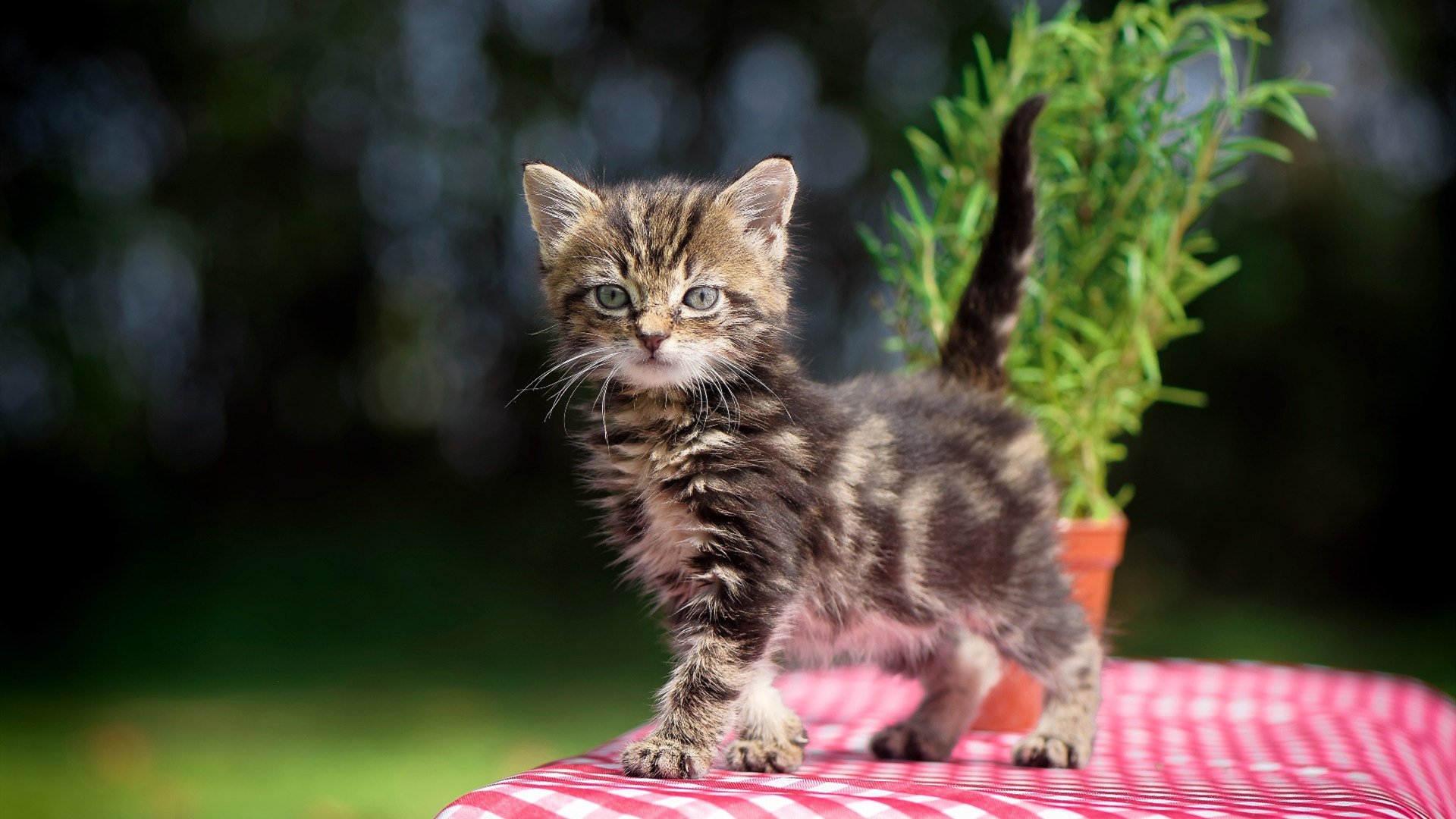 抢七夜，唯有星光不坠落