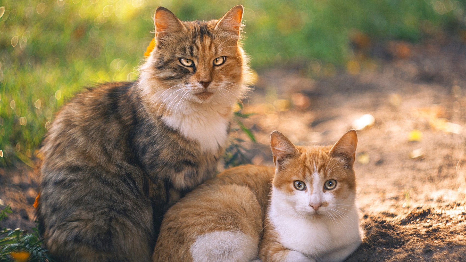 足球与花岗岩,当斯通斯的文艺复兴遭遇冰岛的维京战吼