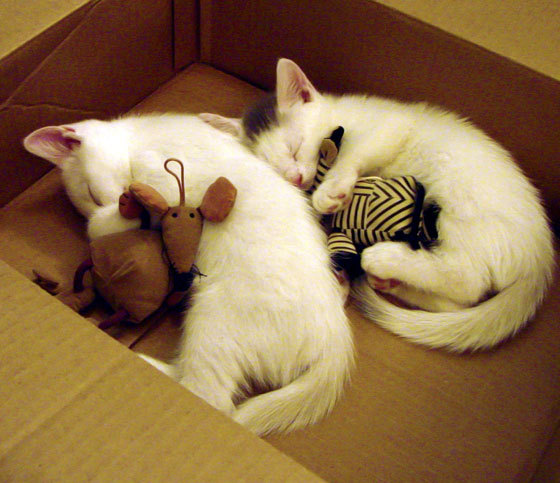 绿茵场的稳定器与破局之力，从格纳布里到尤文的战术哲学