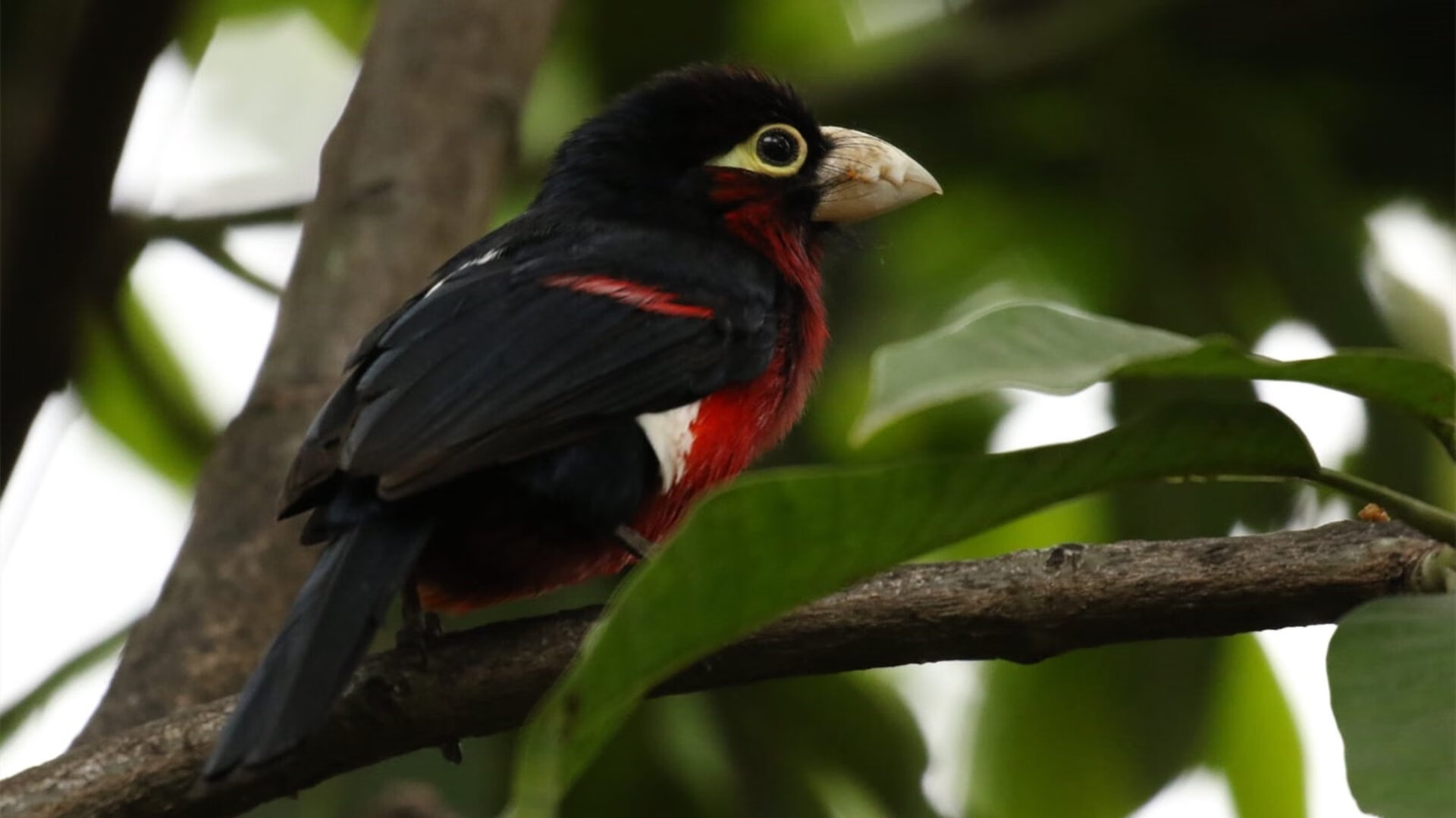 德国战车摧毁亚特兰大城墙，姆巴佩一剑封喉定江山