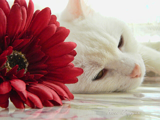 逆光而行，当莫兰特用非莫兰特的方式撕裂热火防线