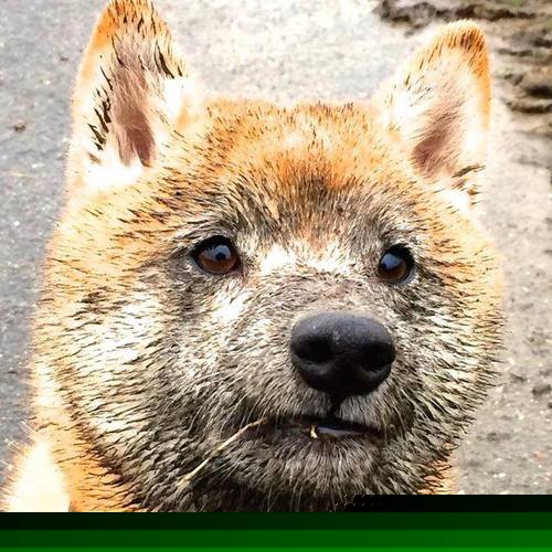 奥运周期关键战，摩纳哥一波流带走秘鲁，改写两队命运