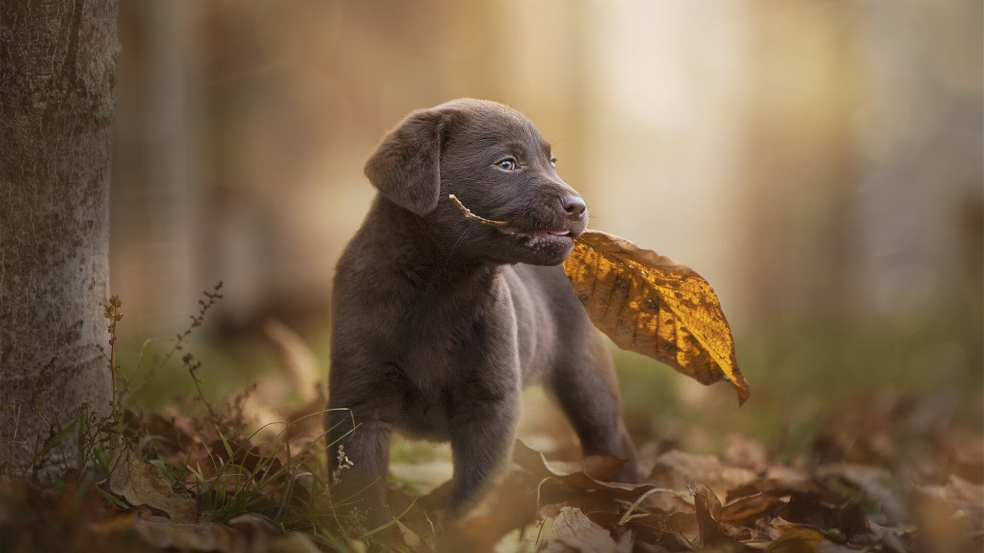 切尔西的三重流失，从奥纳纳的数据爆炸，到罗马偷走的胜利