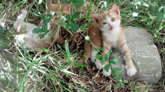 喀麦隆的利刃，乌拉圭的心脏，那夜世界为何记错英雄的名字？