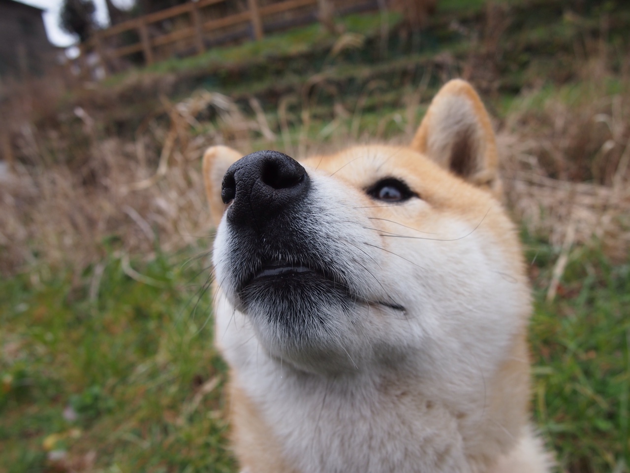 卢卡库破茧成蝶，波兰铁骑碾碎大黄蜂，绿茵场上救赎与宿命的交锋