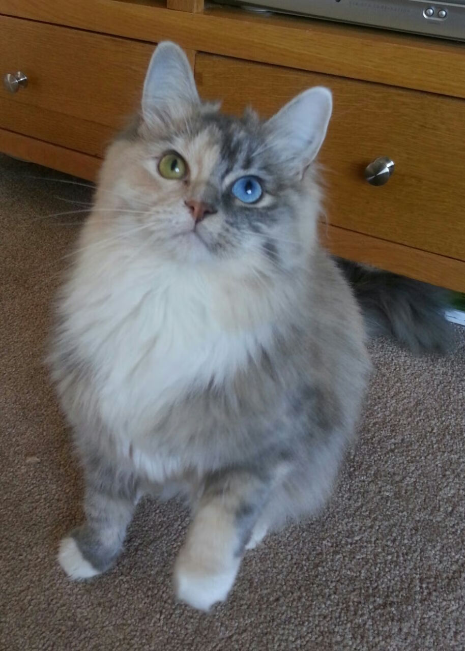 从国王到范弗利特，全球篮球版图下的新征服者