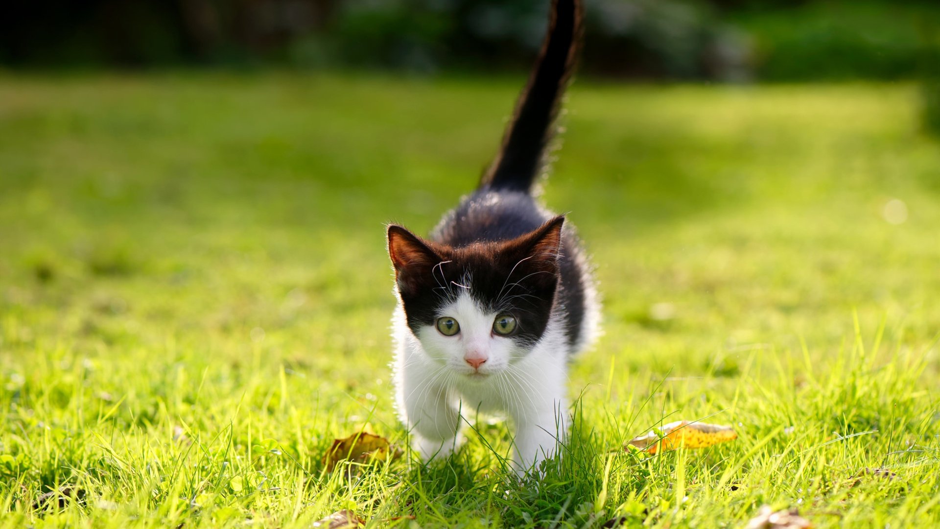 绿茵艺术家萨内，一笔勾勒圣西罗的胜负曲线