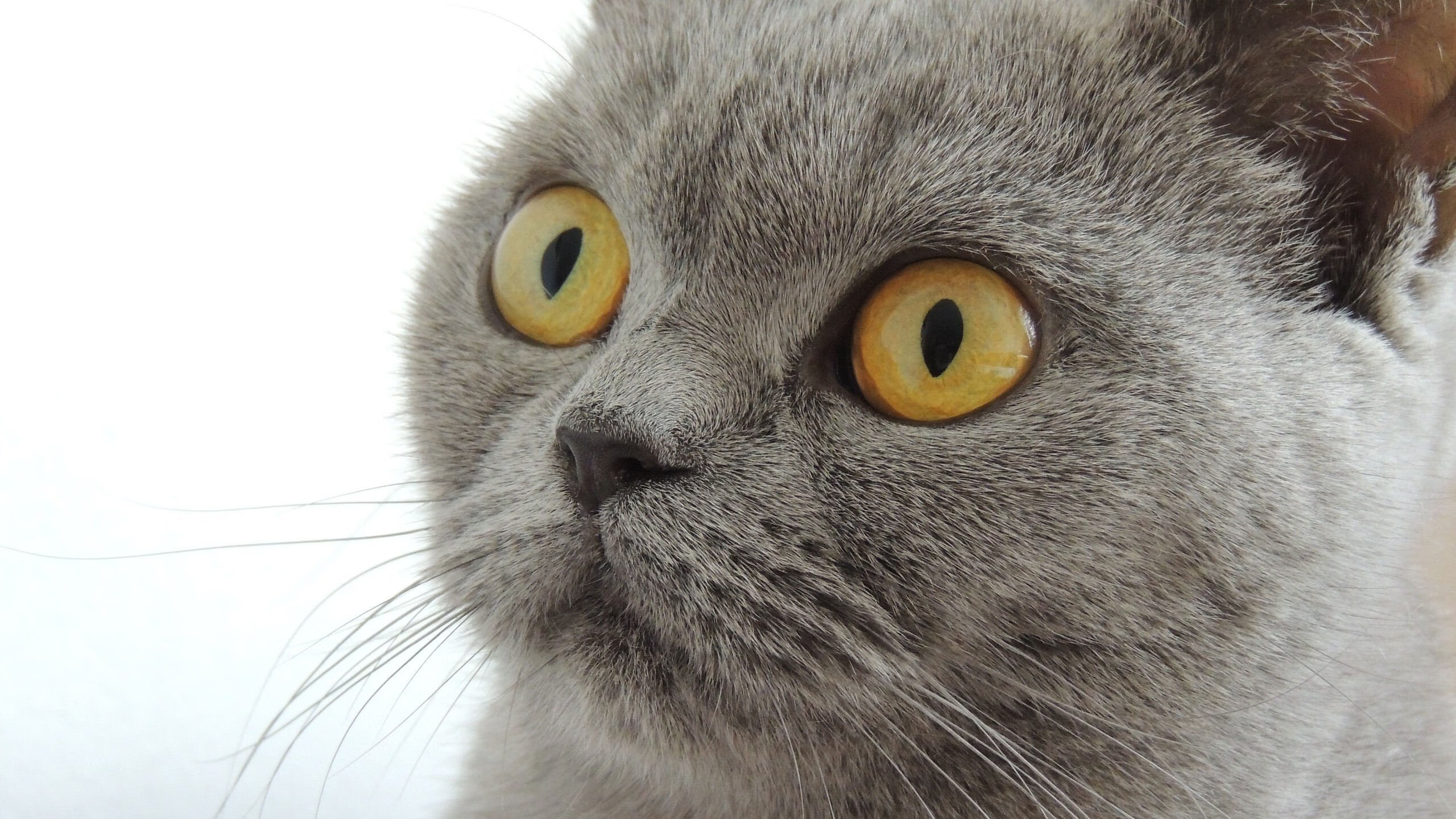 当山西汾酒灌醉菲尼克斯太阳，切特·霍姆格伦如何扮演悬念终结者