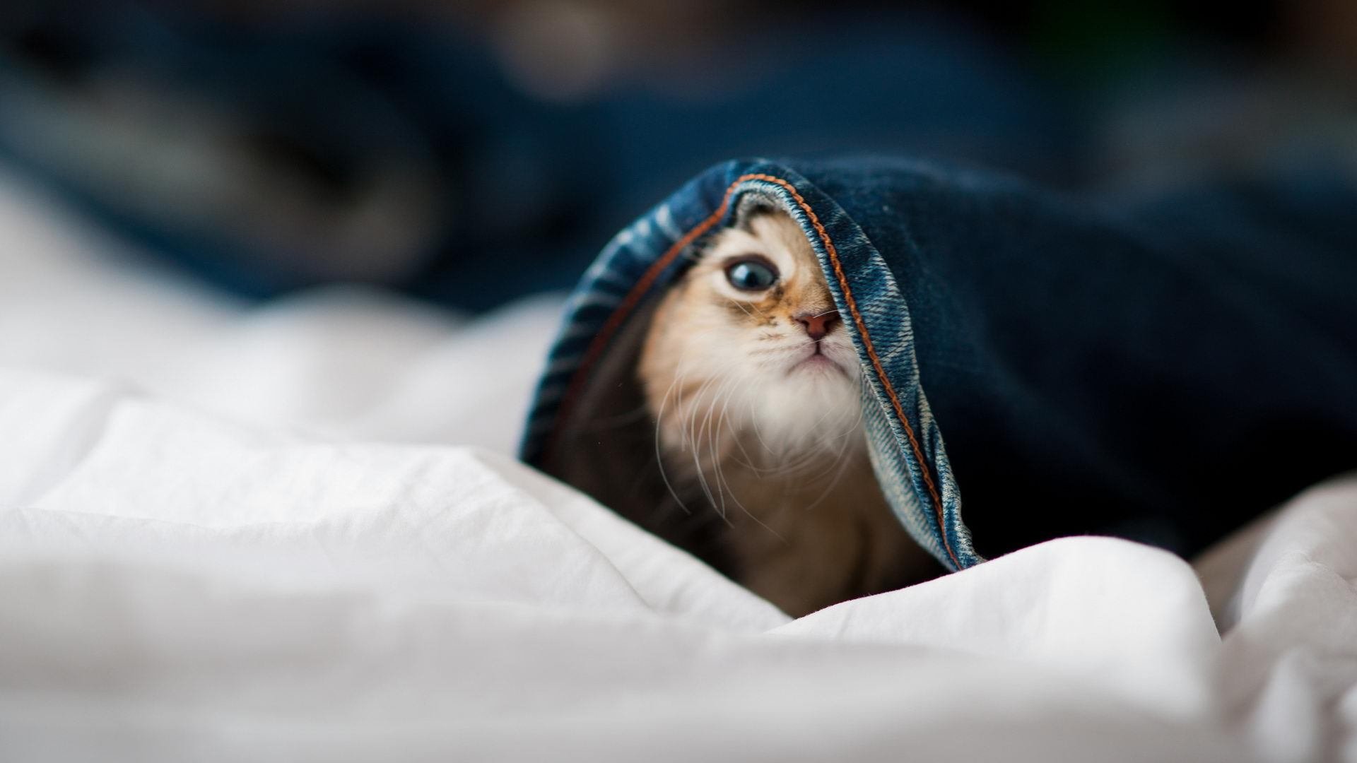 爱游戏tv-意甲焦点战之夜，一场被英格拉姆节奏跨界诠释的足球交响