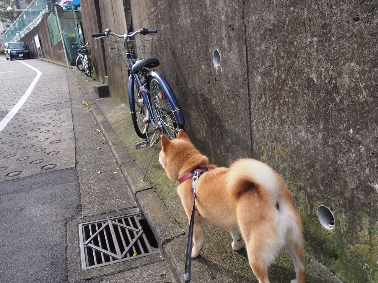 两种征服，阿劳霍的坚盾与西班牙的利刃