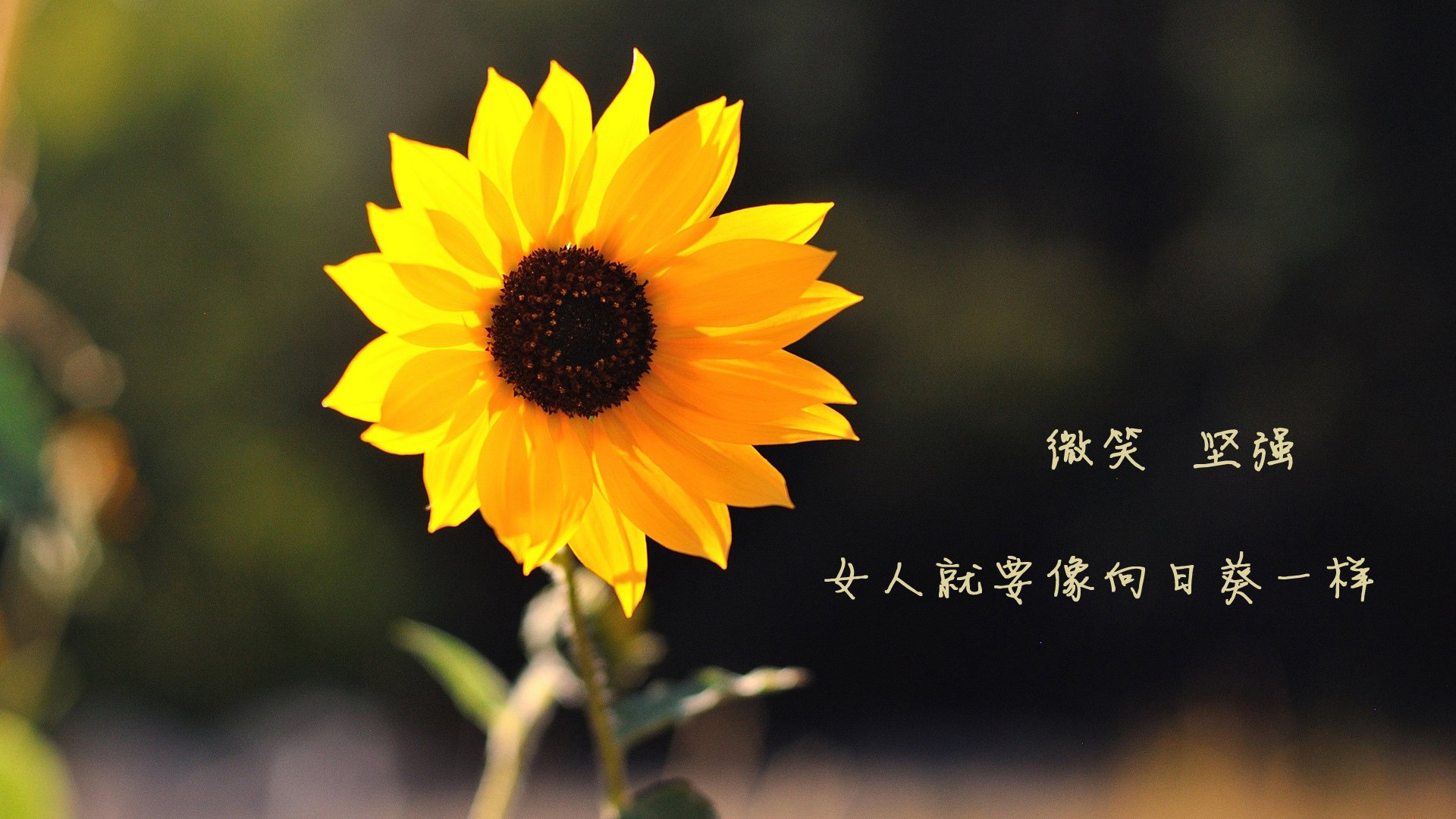 冰岛血色风暴,2026世界杯F组,登贝莱的维京怒吼如何撕碎泰国